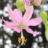 Passiflora mollissima (Kunth) L.H.Bailey